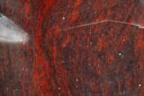 Polished Stromatolite (Collenia) - Minnesota #126097-1